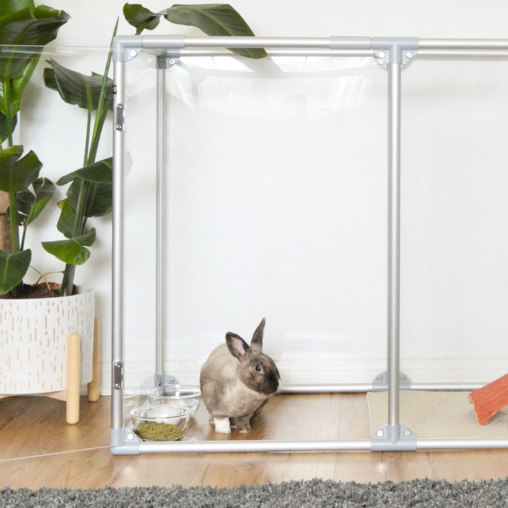 Judy's little corner update with Clearly Loved Pets